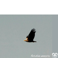 گونه عقاب دریایی دم سفید White tailed Eagle